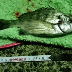 冬でも釣れますね