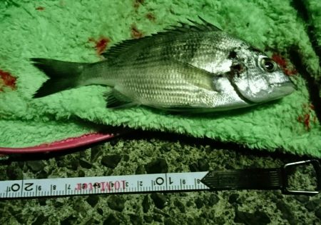 冬でも釣れますね