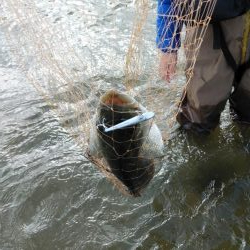 ウェーディング