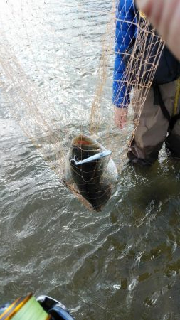 ウェーディング