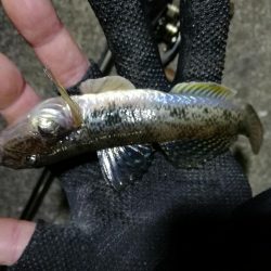 南港へち釣行 （12/05 南港ヘチ釣り キビレチヌ 43.5cm、ハゼ 釣果有り）