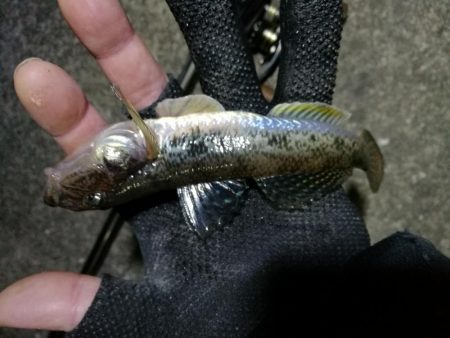 南港へち釣行 （12/05 南港ヘチ釣り キビレチヌ 43.5cm、ハゼ 釣果有り）