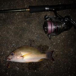 マイクロジギング釣果