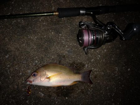 マイクロジギング釣果