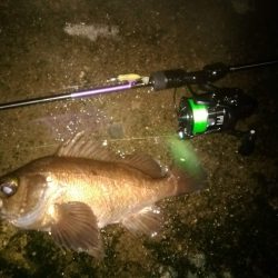 メバリングで泣き尺