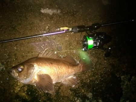 メバリングで泣き尺