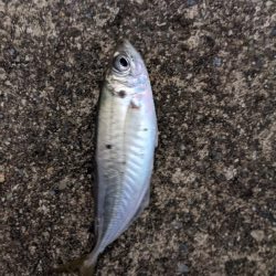 地合いに入れ食い