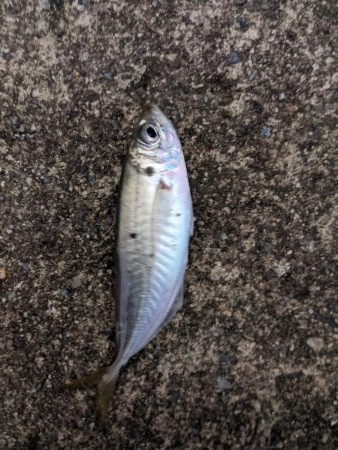 地合いに入れ食い