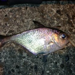 夜、微風、エギング