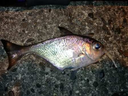 夜、微風、エギング