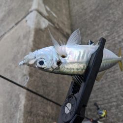 時合いにトラブル