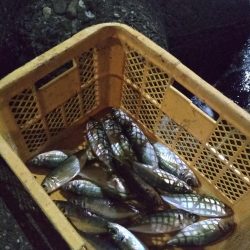 夜ハマチ泣き尺めばる