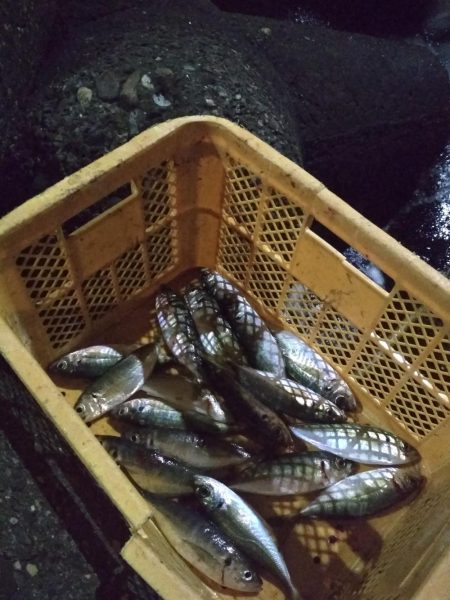 夜ハマチ泣き尺めばる