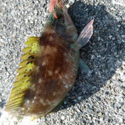 2019年最後のアジング?