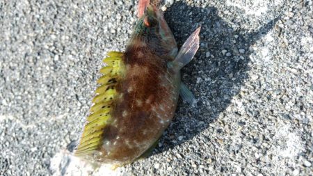 2019年最後のアジング?