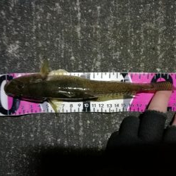 南港へち釣行 （12/22 久々の南港ヘチ釣り キビレチヌ 48cm、大型ハゼ 釣果有り）