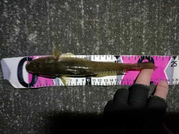 南港へち釣行 （12/22 久々の南港ヘチ釣り キビレチヌ 48cm、大型ハゼ 釣果有り）