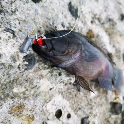 ワームでミナミクロダイ