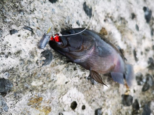 ワームでミナミクロダイ