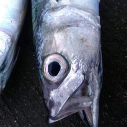 尺アジ、尺サバ祭り