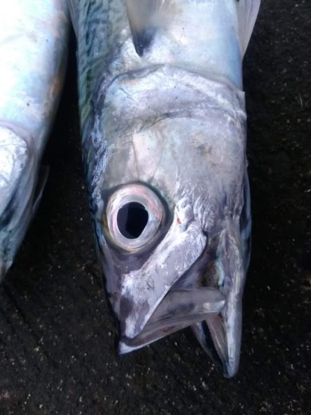 尺アジ、尺サバ祭り