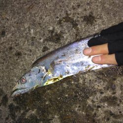 タチウオまだ居ます