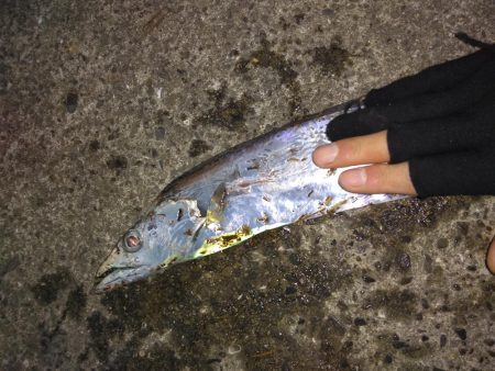 タチウオまだ居ます