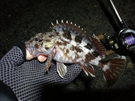 【釣り】南港へち釣行 （12/28 南港ヘ…