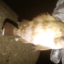 フロート&ジグ単