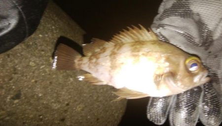 フロート&ジグ単