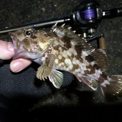 【釣り】南港へち釣行 （12/29 南港ヘチ釣り ガシラ、真鯛（チャリコ） 釣果有り）