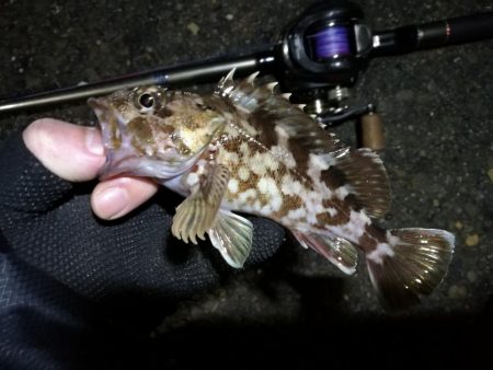 【釣り】南港へち釣行 （12/29 南港ヘチ釣り ガシラ、真鯛（チャリコ） 釣果有り）