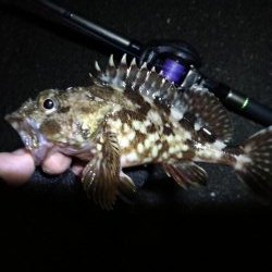南港へち釣行 （12/31 大晦日だよ！南港ヘチ釣り ガシラ、タコ 釣果有り）