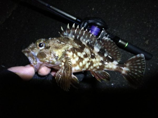 南港へち釣行 （12/31 大晦日だよ！南港ヘチ釣り ガシラ、タコ 釣果有り）