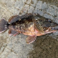 嵐の中での根性の釣り