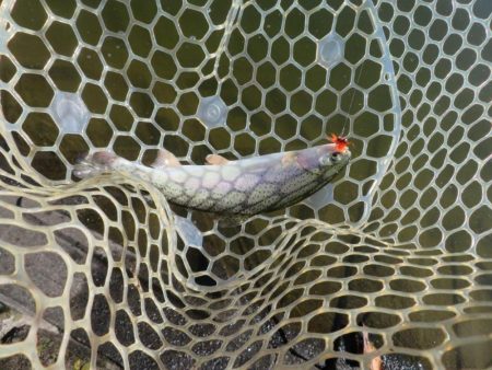 東山湖忘年釣行