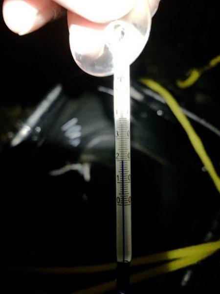 最後の最後に1/20、ちっちゃいけど一夜干しに!