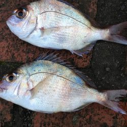 イガミ、チャリコ、グレ、コアジほか