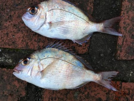 イガミ、チャリコ、グレ、コアジほか