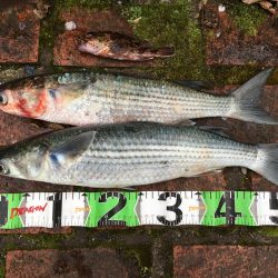 ヘダイ3匹(最大31㎝)、ボラ2匹(最大55㎝)、ガシラ1匹