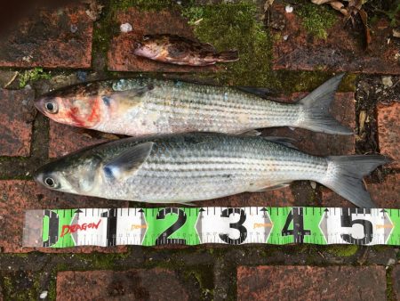 ヘダイ3匹(最大31㎝)、ボラ2匹(最大55㎝)、ガシラ1匹