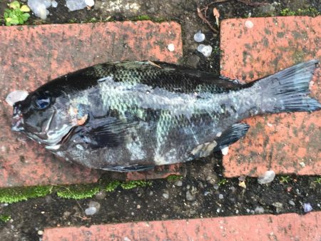 サビキにイガミ