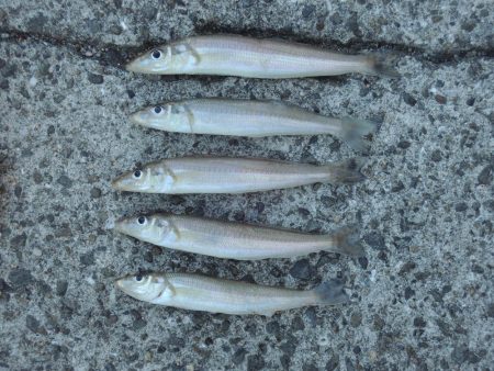 初冬のキス釣り