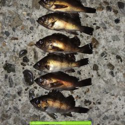 エビ撒きでメバル釣り