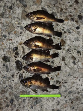 エビ撒きでメバル釣り