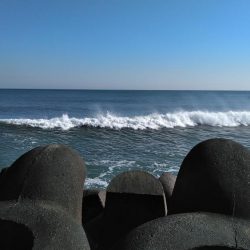 ワラサがガツン！