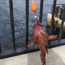 久しぶりの根魚