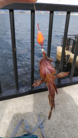 久しぶりの根魚