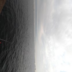 噂の大アジ、大鯖