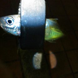 アジングとタチウオテンヤ